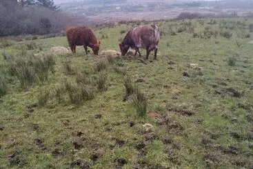 Pension Room In Bungalow Very Nice View With This Room