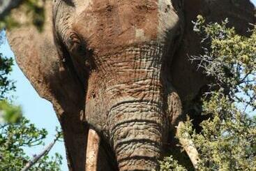 Hostel Orange Elephant Backpackers