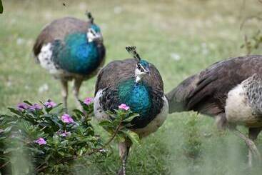 Gold Coast Tree Houses
