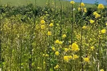 コテージ Rame  2 Bedroom Safari Cabin Tent