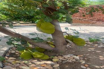 Отель Manav Farm House Karjat