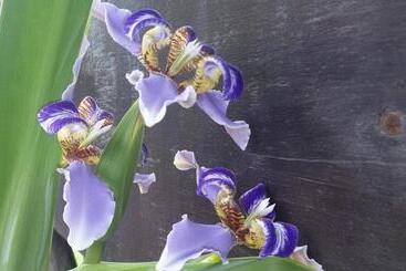 Bed and Breakfast Pousada Tãnara