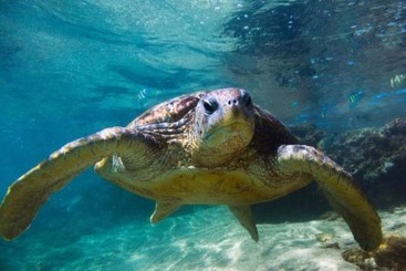 ペンション Villa 46