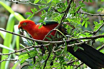 בית מלון כפרי Daintree Valley Haven