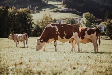 ホテル Appartements Wieshof