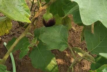 Asmi Palace, Bhaimala, Alibag