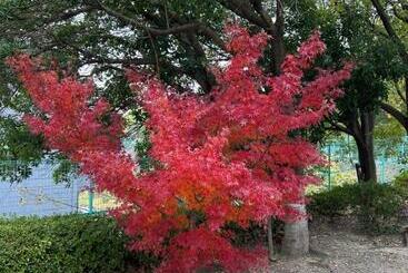 Общежитие Idea House 京都と大阪にアクセス良し 男女共用シェアルーム6人部屋個人ロッカーあり駐車場なし