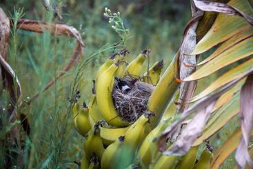 Resort Campong Nature Retreat