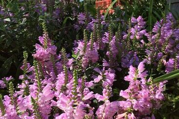 Отель Silver Spruce Resort