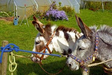 צימר Chambres D Hôtes Du Coq à L Ane