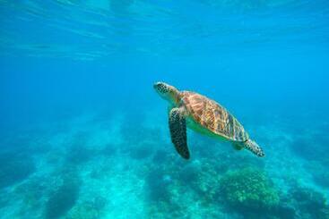 Panzió Maratua Guesthouse