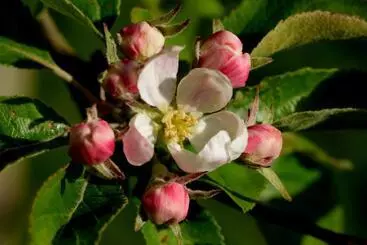 Bed & Breakfast De Corylus