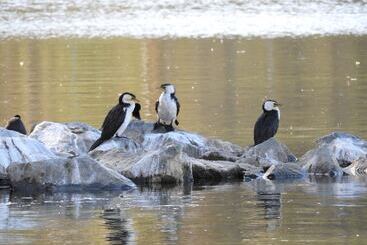 房子 Victoria Lake Holiday Park