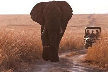 호텔 Nambiti Hills Private Game Lodge