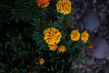 בית מלון כפרי Kokopelli Inn