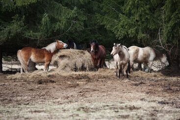בית מלון כפרי Penzion Farma U Mauritzů
