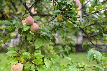 بنسيون Verta House