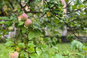 Majatalo Verta House