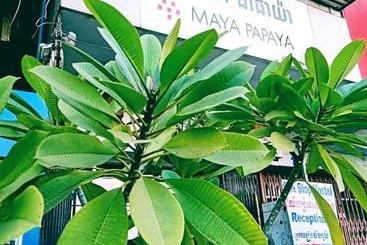 Maya Papaya Cafe & Hostel（one Stop）