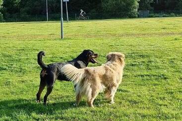 ユースホステル Kämparglöds Hundcenters ängstuga