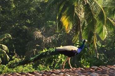 פנסיון Lanka Eco Village