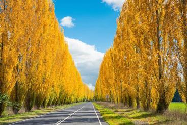 דירה Balangara Cottages