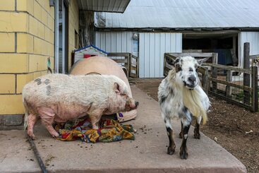 קוטג'' Historic Honesdale Cabin On Farm & Animal Rescue!