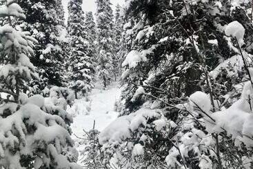 فندق على الطريق Aurora Denali Lodge