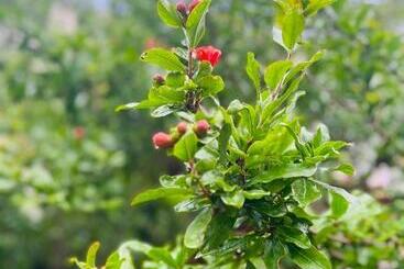 Pensionat Villa Intini Casa Vacanze