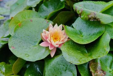 אתר נופש Lotus Farms