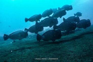 Отель Alba Tulamben