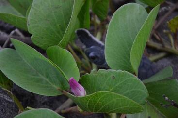 هتل Green Macaw Hostel