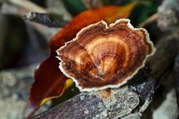 منتجع Mimpi Perhentian