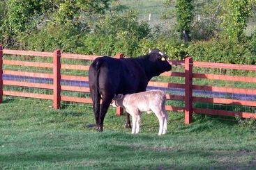 مبيت وإفطار Avondale Farmhouse