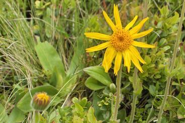 Pensionat Haus Helga