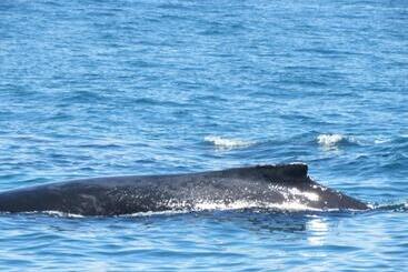 アパートホテル Jungle Creek