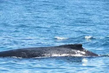 アパートホテル Jungle Creek