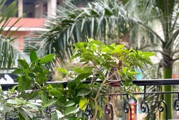 Отель May Plaza