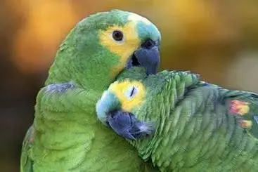 ペンション Pousada Dos Papagaios