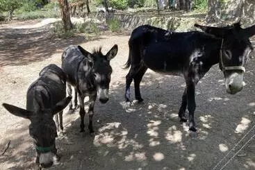 Pension Villa Fontane Provence