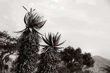 Pension Twin Thorns Guesthouse