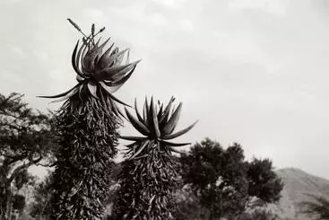 Majatalo Twin Thorns Guesthouse