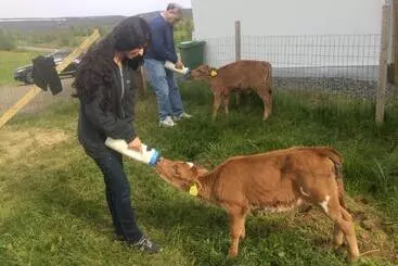 Pension  Finnstaðir