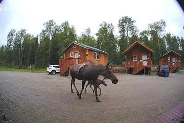 פנסיון Talkeetna Lovelee Cabins