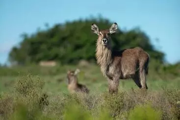 Hotelli Riverdene Family Lodge