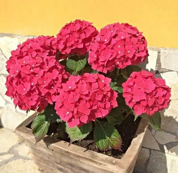 בית מלון כפרי Maria Del Mar