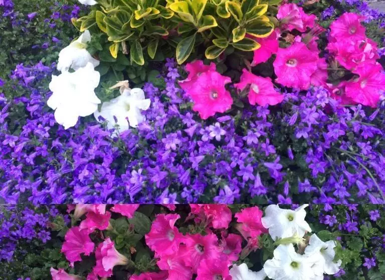 Отель Estanys Blaus