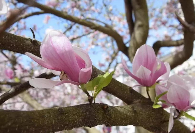 Atel Hotel Lasserhof