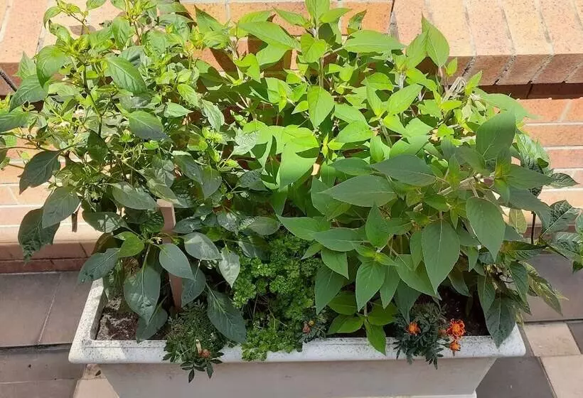 Мотель Citystar Lodge