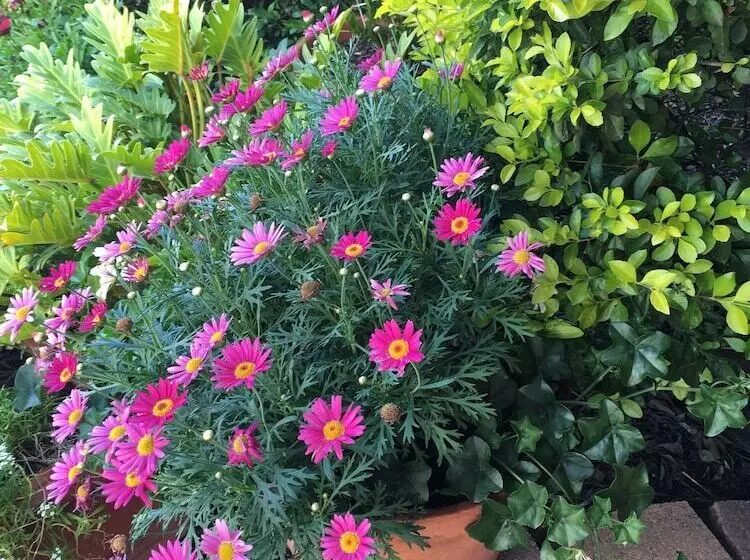 Мотель Country Pathfinder Motor Inn